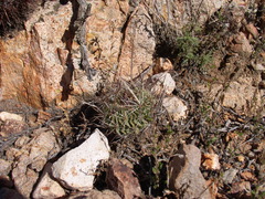 Echinofossulocactus heteracanthus