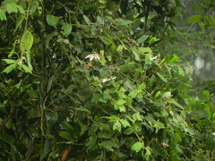 Passiflora bogotensis