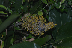 Aechmea caudata
