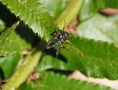 Bibio xanthopus