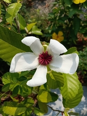 Dillenia philippinensis