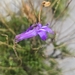 Lobelia coronopifolia 3
