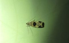 Helcystogramma hibisci