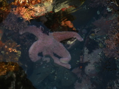 Pisaster brevispinus