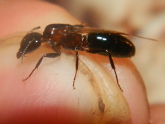 Camponotus hyatti