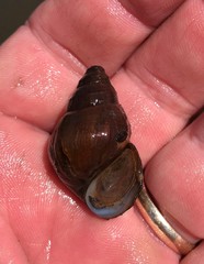 Campeloma decampi