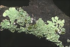 Flavoparmelia rutidota