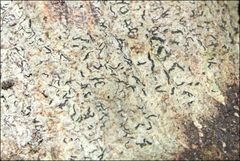 Halegrapha mucronata