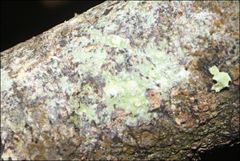 Pertusaria pertractata