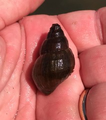 Campeloma decampi