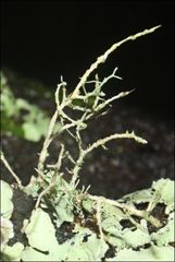 Usnea inermis
