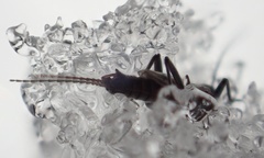 Allocapnia minima