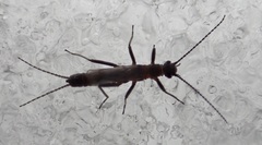 Allocapnia minima