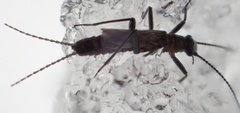 Allocapnia minima