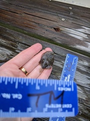 Trinectes maculatus