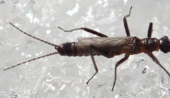 Allocapnia minima