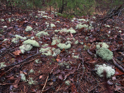 Reindeer Lichen