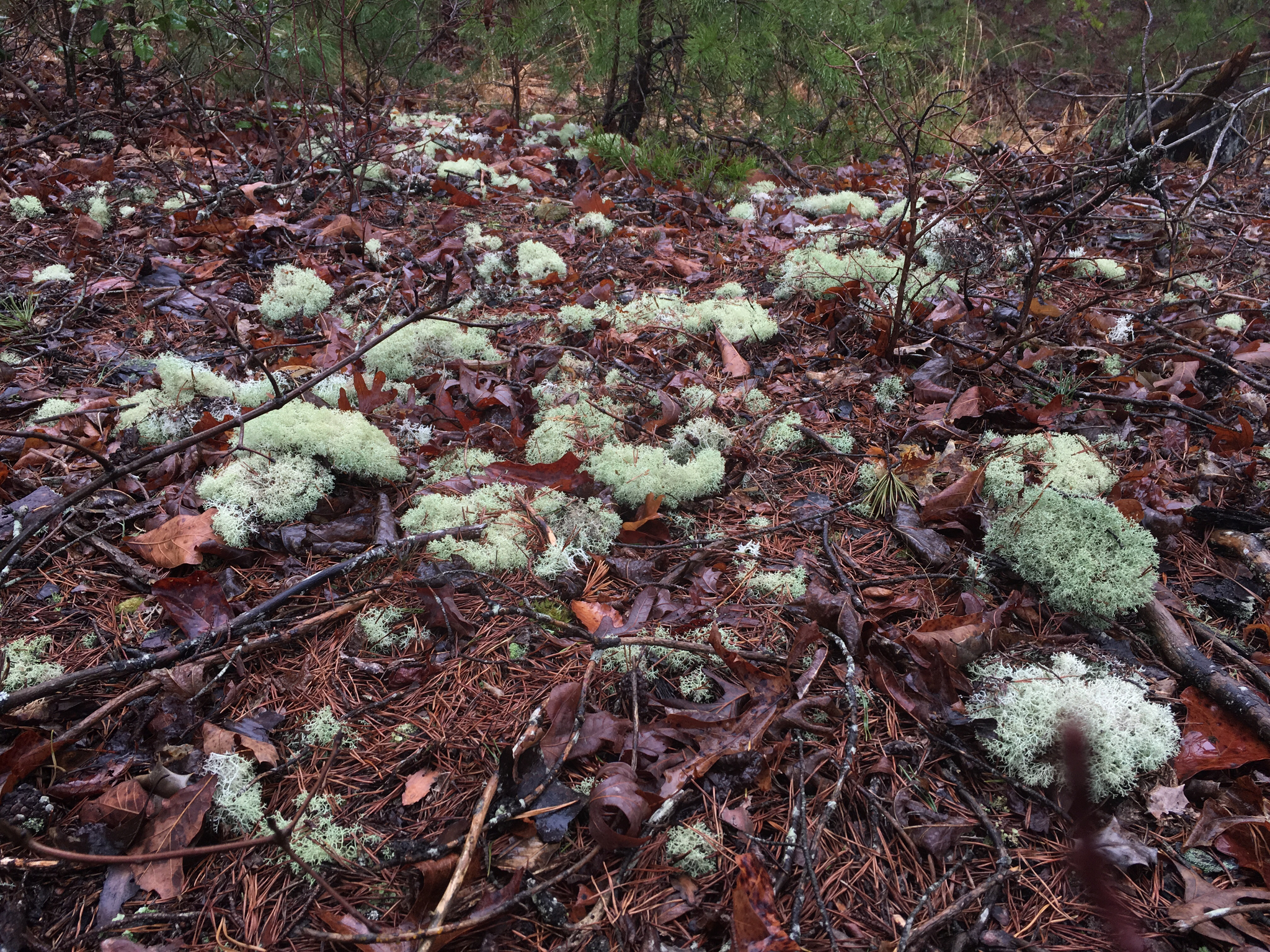 Cladonia portentosa image