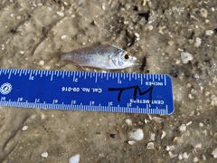 Eucinostomus