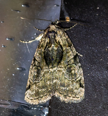 Pseudeustrotia indeterminata