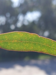 Eucalyptus odorata