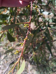 Eucalyptus odorata