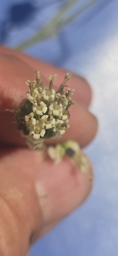 Hymenopappus artemisiifolius, 2026-05-22