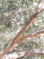 Eucalyptus odorata