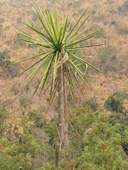 Dracaena