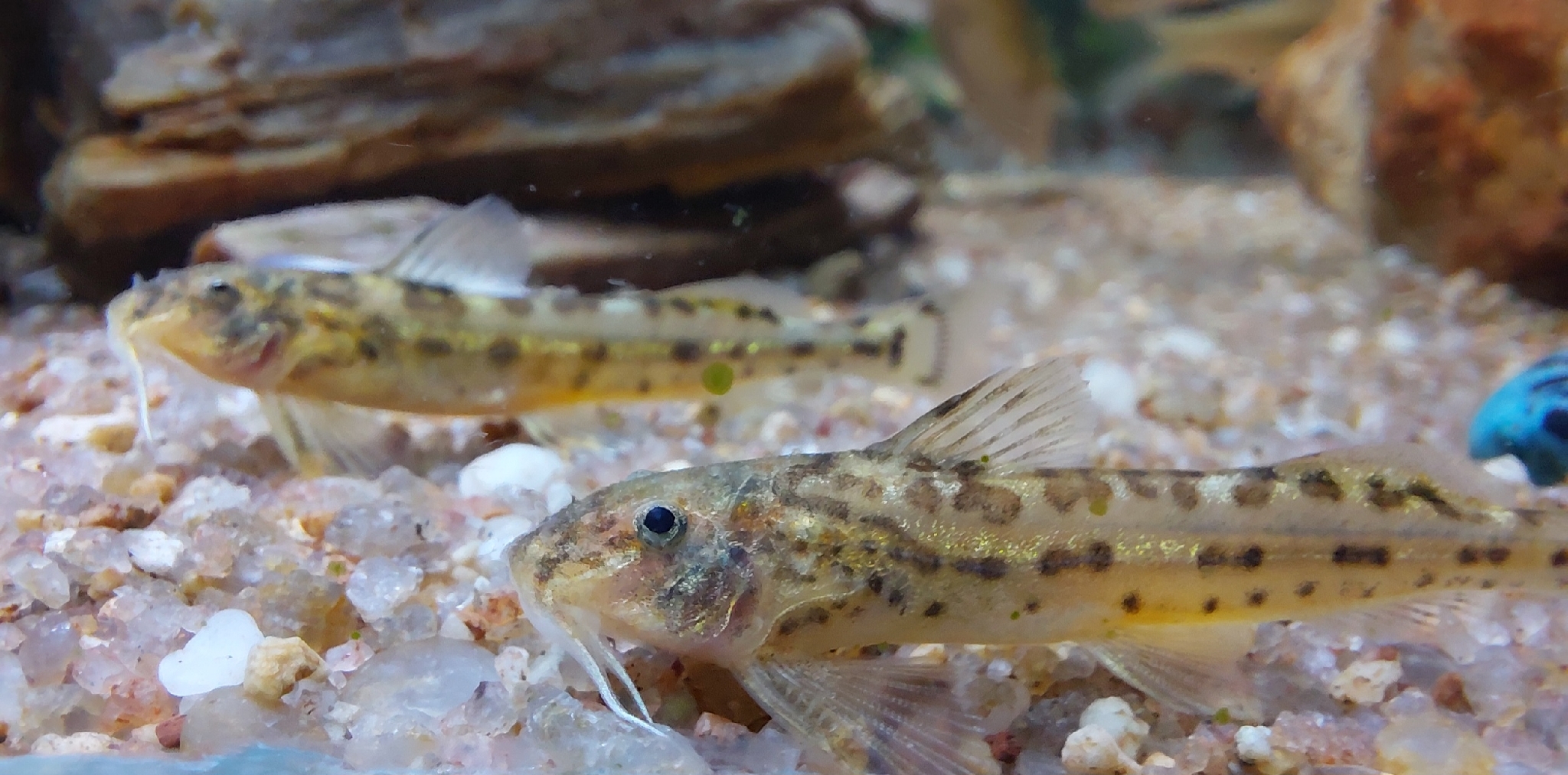Eastern Sand Catlet photo 3