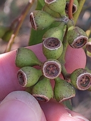Eucalyptus odorata