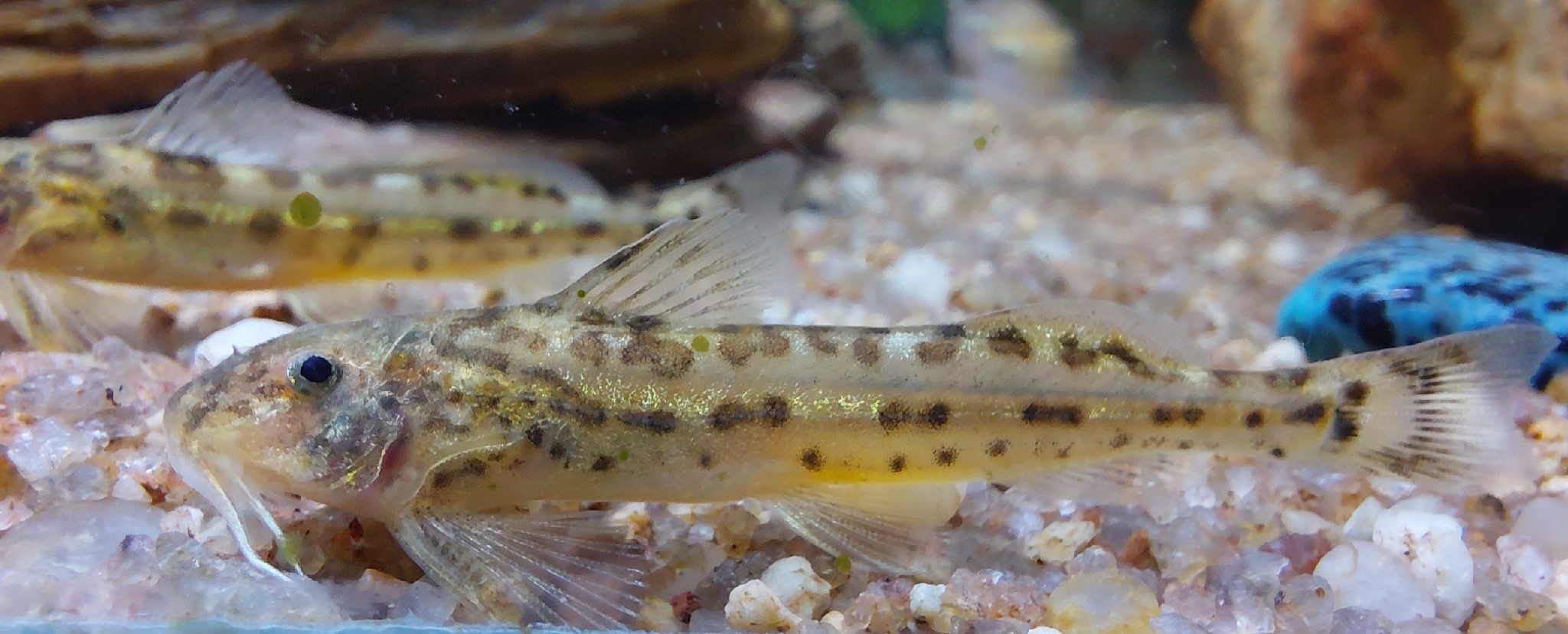 Eastern Sand Catlet photo 4
