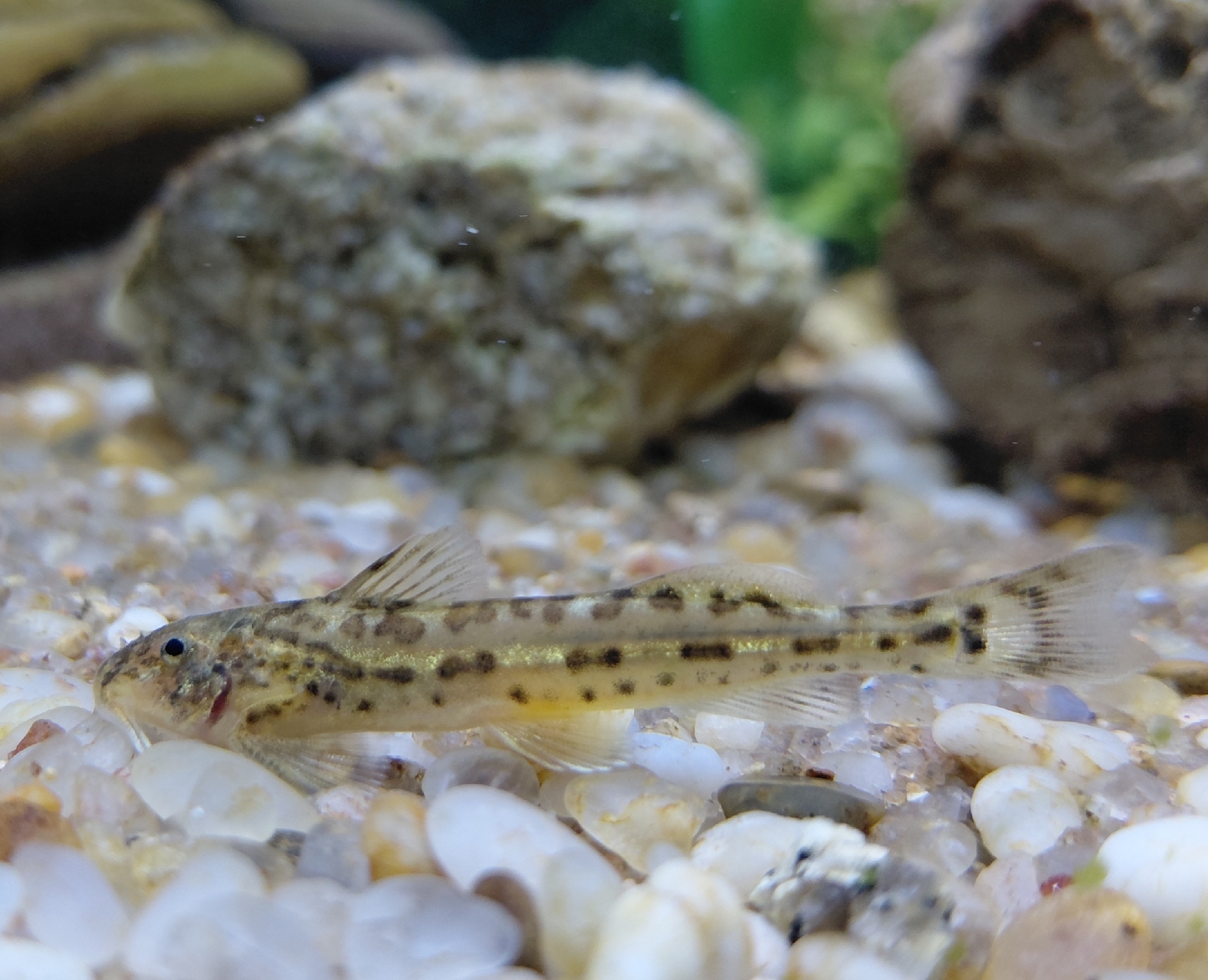 Eastern Sand Catlet photo 5