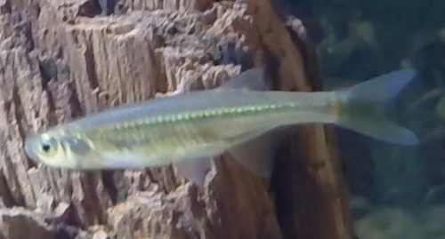 River sardine (Mesobola brevianalis) — Cyprinidae — 4