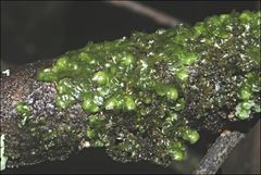 Frullania clavata