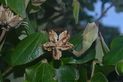 Hibiscus tiliaceus pernambucensis
