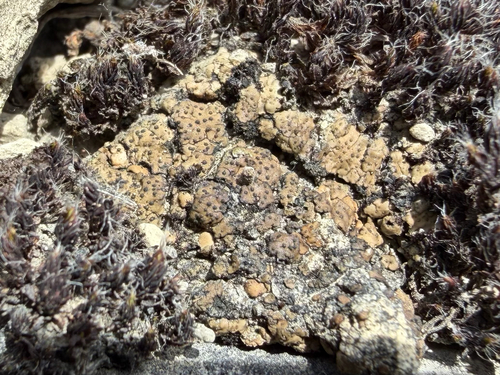 Scaly Stippled Lichen