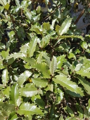 Olearia × macrodonta