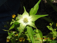 Euphorbia schiedeana