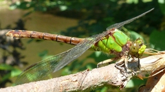 Ophiogomphus rupinsulensis