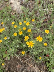 Pseudobahia heermannii