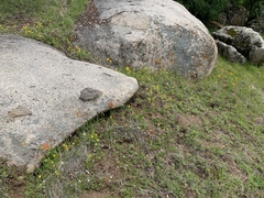 Pseudobahia heermannii