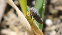 Graphocephala confluens