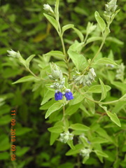 Salvia breviflora
