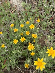 Pseudobahia heermannii