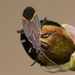 昆蟲綱 - Photo 由 Michael Woodruff 所上傳的 (c) Michael Woodruff，保留部份權利CC BY-NC