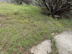 Pseudobahia heermannii