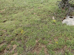 Pseudobahia heermannii