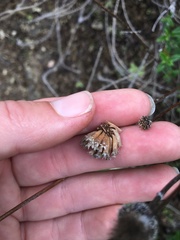 Monardella hypoleuca hypoleuca