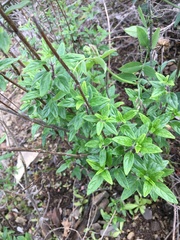 Monardella hypoleuca hypoleuca